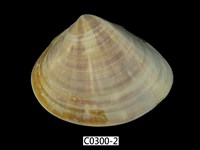 藏品(普通文蛤)的圖片